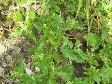 Chenopodiastrum (=Chenopodium) hybridum  / Farinello ibrido